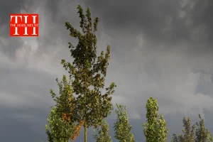 उत्तर भारत में बढ़ी सर्दी : हिमालय की बर्फीली हवा से मैदान ठिठुरे, ऊटी में जमी ओस, दिल्ली का AQI 400 पार