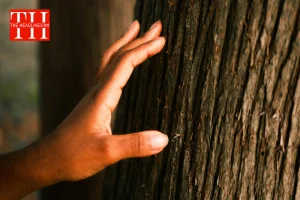 टच वुड क्यों कहते हैं लोग? बुरी नजर से बचाने वाले इस पुराने विश्वास के पीछे क्या है असली वजह