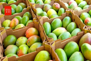 300 करोड़ का आम फंसा, 1000 करोड़ दांव पर! चित्तूर की मैंगो इकॉनमी पर मंडरा रहा बड़ा संकट आखिर क्यों?