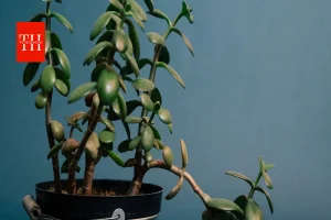 Crassula Plant Vastu Tips: घर की इस दिशा में रखें क्रासुला प्लांट, धन और सकारात्मक ऊर्जा के हैं संकेत