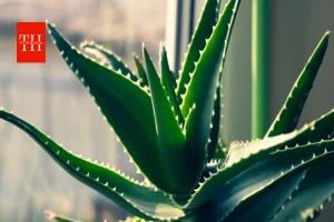 छोटे गमले में भी हरा-भरा रहेगा Aloe Vera, बस गर्मियों में भूलकर भी न करें ये गलतियां