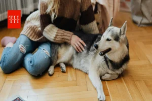 AI Pet Translator Device: क्या अब इंसानों की भाषा में बात करेंगे डॉग और कैट? जानिए सच