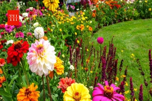 गार्डन में खाली जगहें दिख रहीं सूनी? इन आसान ट्रिक्स से बनाएं हर कोना हरा-भरा और खूबसूरत!