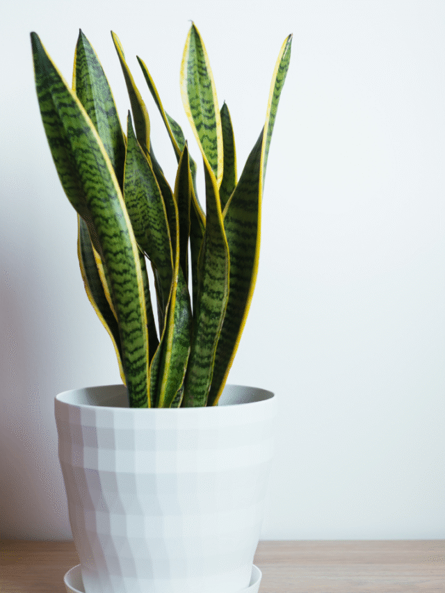 बिना एयर प्यूरिफायर के घर के अंदर का AQI कम करना है? ये 8 पौधे करेंगे आपकी मदद